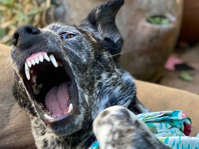 Pet of the Month June for June